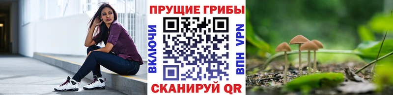 Псилоцибиновые грибы Psilocybe  Великий Новгород 